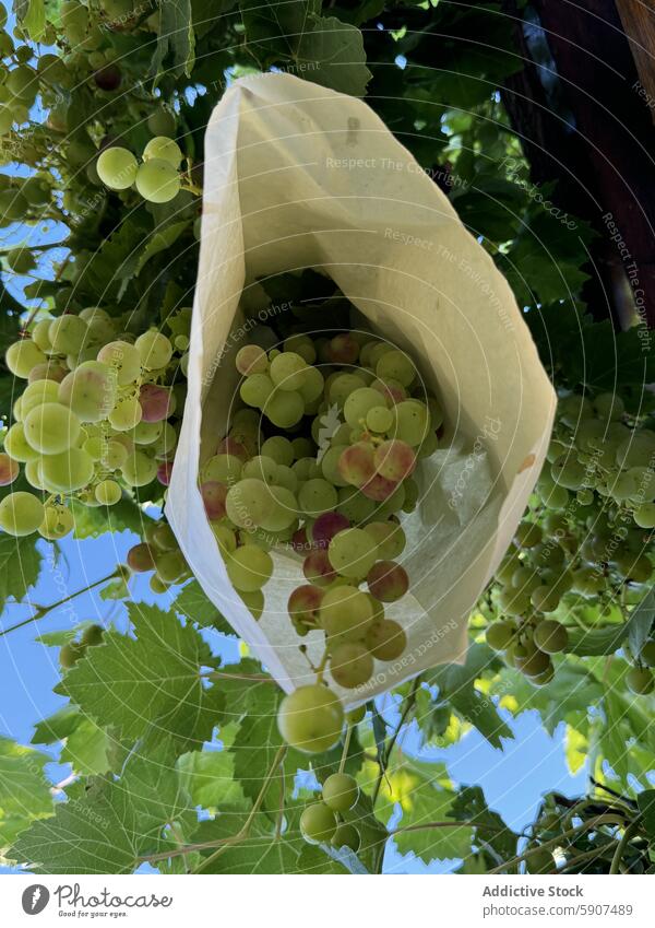 Trauben durch Papierabdeckung geschützt, um Tierschäden zu vermeiden Weinberg Schutz Deckung Frucht grün Ackerbau Landwirtschaft Natur Blatt im Freien