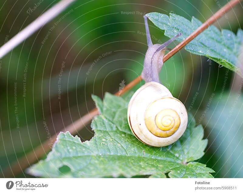 Sportlich, diese kleine Schnecke. Schneckenhaus Tier Natur langsam kriechen schleimig Weichtier gelb grün blatt Strohhalm Außenaufnahme braun Fühler