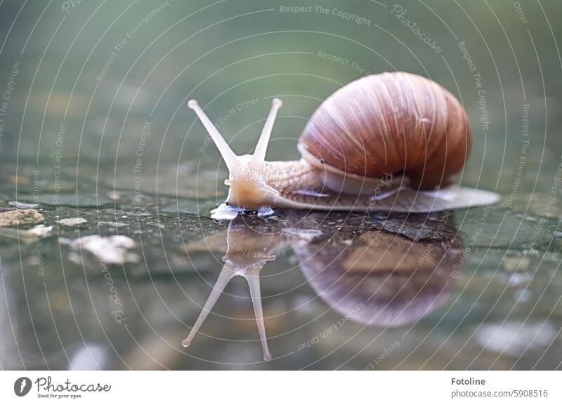 Eine Weinbergschnecke spiegelt sich in einer Pfütze und schaut direkt in meine Kamera. Schnecke Schneckenhaus Tier Fühler Nahaufnahme langsam schleimig