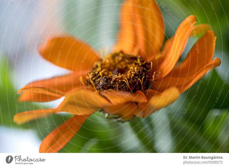 Blütenstand von Zinnia angustifolia (Kunth) aus Mexiko Zinnie Schmalblätterige Zinnie einjährig Zierblume Korbblütler Asteraceae blühen