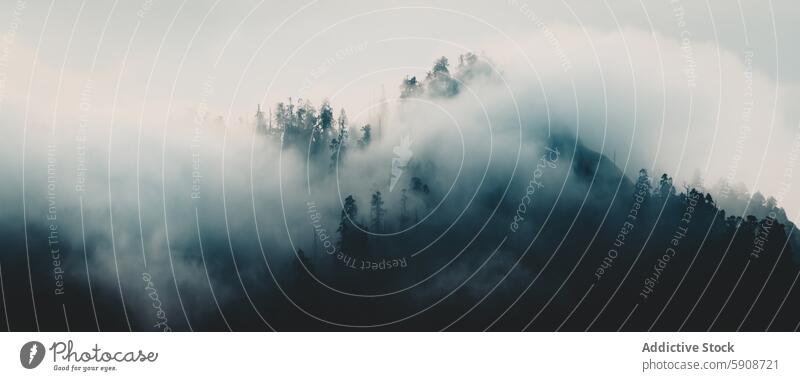 Mystischer Morgennebel über dem Himalaya-Wald Berge u. Gebirge Nebel Blaue Stunde Baum ruhig Gelassenheit Atmosphäre Natur Landschaft malerisch Wildnis