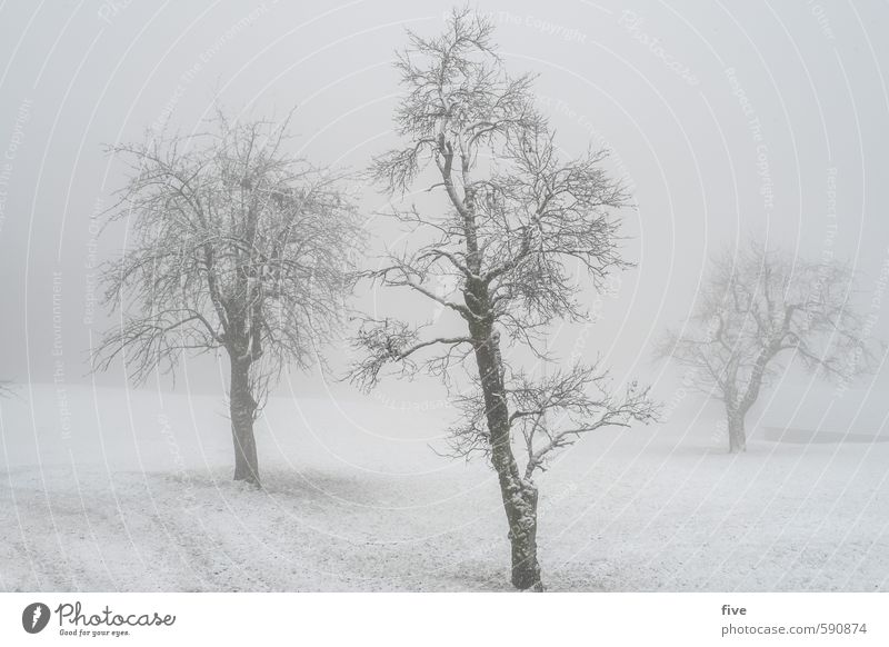 neblig Umwelt Natur Landschaft Wolken Winter Wetter schlechtes Wetter Nebel Eis Frost Schnee Schneefall Pflanze Baum Gras Grünpflanze Wiese Feld Hügel kalt