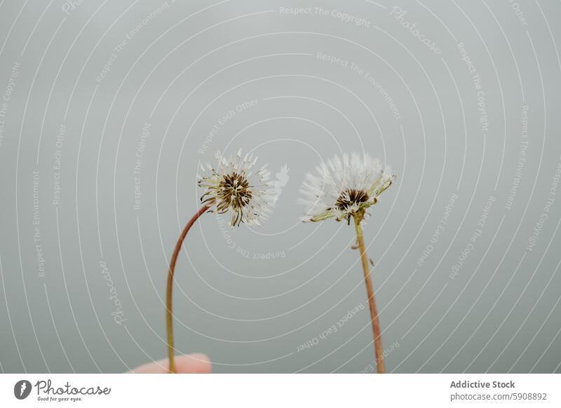 Zwei Pusteblumen vor einem weichen grauen Hintergrund Löwenzahn Blume Natur Nahaufnahme weiß Einfachheit botanisch Frühling Flora Blütezeit Samen Pflanze