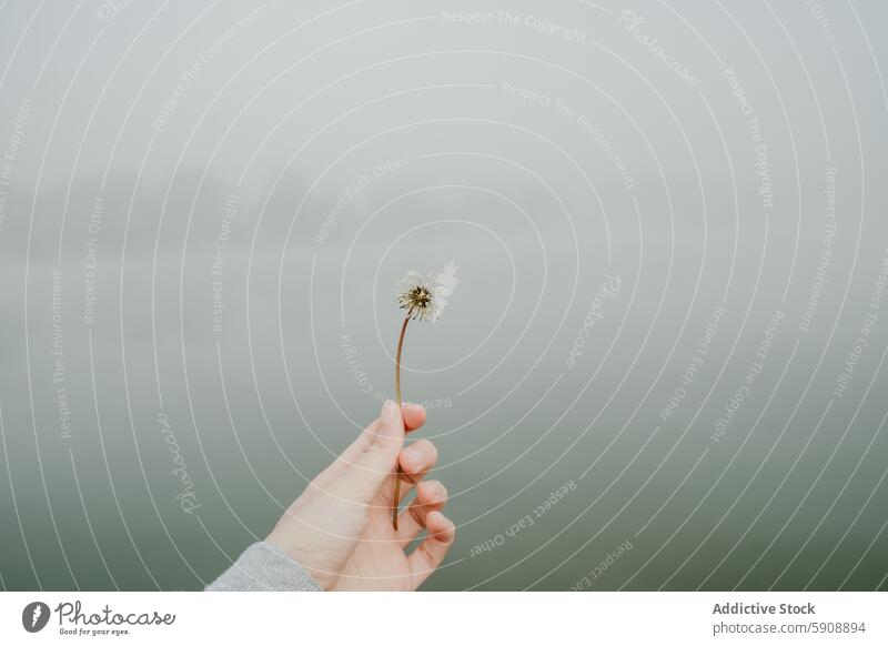 Hand hält einen Löwenzahn in nebliger Landschaft Nebel Ruhe Isolation Natur Nahaufnahme Gelassenheit Frieden im Freien grau grün Pflanze Windstille