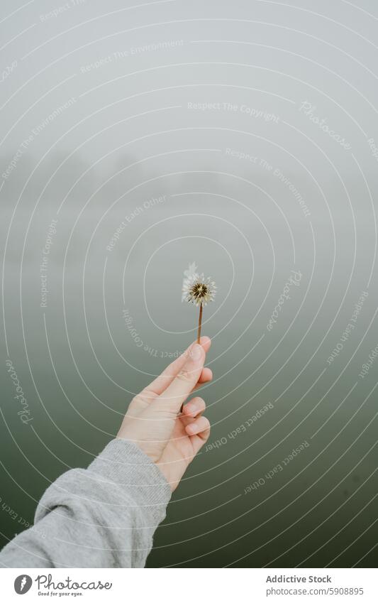 Hand hält einen Löwenzahn in einer nebligen Landschaft Nebel Ruhe Einfachheit Natur Blume Gelassenheit grau Hülse im Freien Windstille friedlich ruhig Pflanze