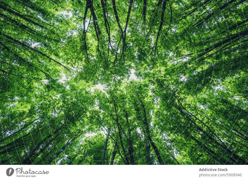 Üppiges grünes Blätterdach der Bäume von unten gesehen Natur Baum Schutzdach Blatt Ast Sonnenlicht Himmel Wald im Freien Kopenhagen Dänemark Landschaft