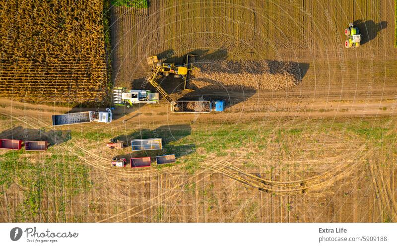 Luftaufnahme einer Lkw-Verschiebung, Verladung von Zuckerrüben für den Transport oben landwirtschaftlich Ackerbau Rübe Masse belasten einfangen Ladung führen