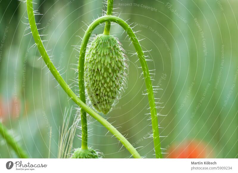 Grüne Knospe des Klatschmohns. Wildblume aus der Natur. Rote Spritzer Sommer Mohn Blume Sommertag weich Feld rote Mohnblume Pflanze Blütenblätter Gras