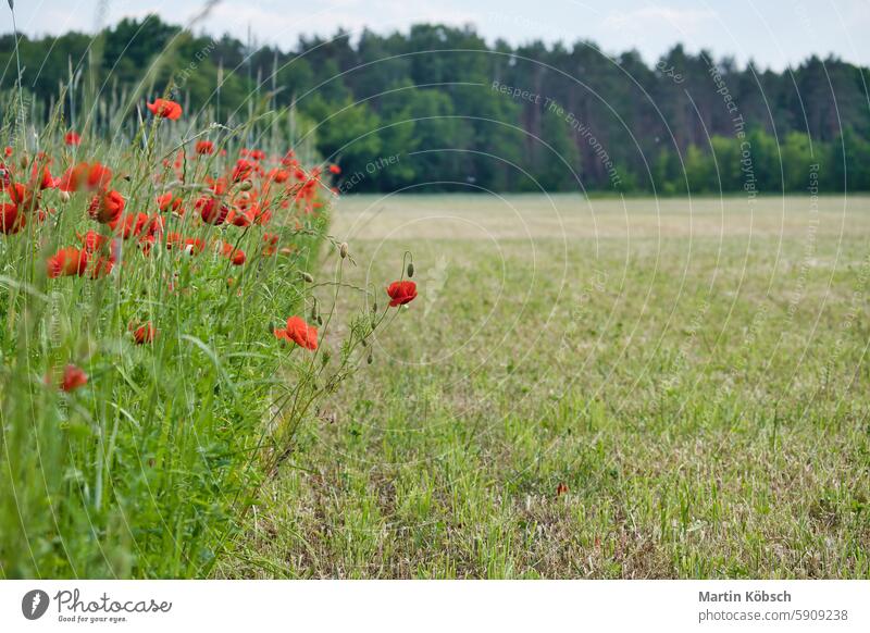 Klatschmohn in einem Kornfeld mit roten Blütenblättern. Rote Farbkleckse in grüner Umgebung Sommer Mohn Blume Sommertag weich Feld Natur rote Mohnblume Pflanze