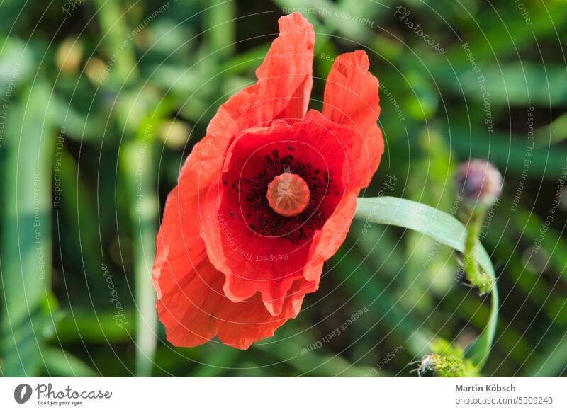 Klatschmohn auf einer Sommerwiese mit roten Blütenblättern. Wildblume aus der Natur. Rote Spritzer Mohn Blume Sommertag weich Feld rote Mohnblume Pflanze Gras