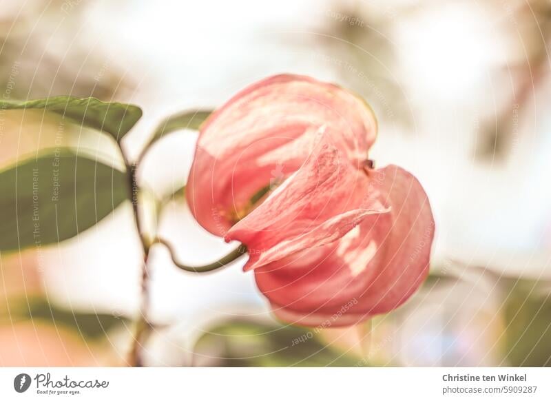 rosa Blüte blühend Cornus florida Sommer Garten Zierstrauch Sonnenlicht Natur Pflanze Ziergehölz Blüten-Hartriegel amerikanischer Blüten-Hartriegel