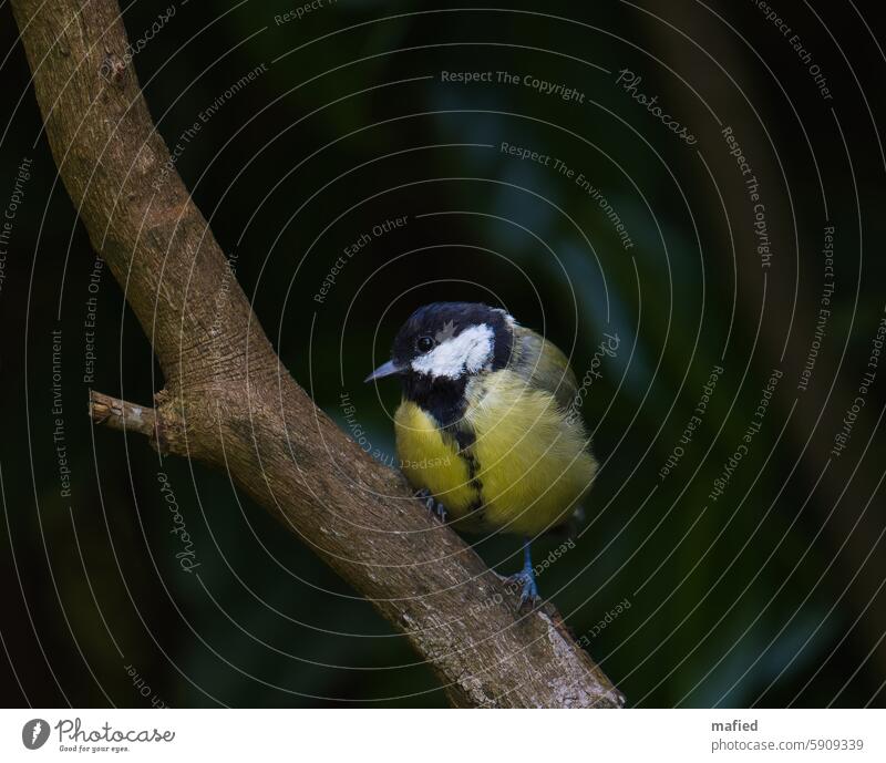 Vogelkinder: Junge Kohlmeise sitzt in der Hecke Jungvogel Fütterung Wildtier Garten Tierportrait Außenaufnahme Farbfoto Meisen Schnabel Gefieder gelb schwarz