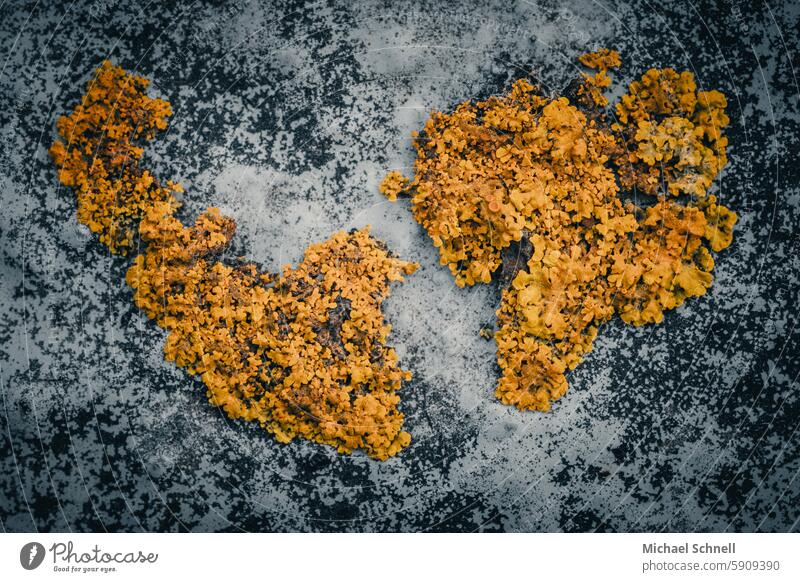 Gewöhnliche Gelbflechte (Xanthoria parietina) auf einer Mauer Flechte Flechten Belag gelb orange Nahaufnahme Makroaufnahme Umwelt Biomonitoring