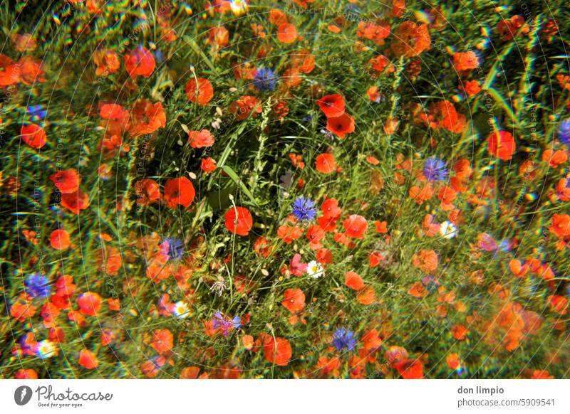 Korn und Mohnblumen Kornblume Blume Sommer Farbfoto Außenaufnahme Blühend Wachstum Blumenwiese Pflanze Wildpflanze Feld Umwelt natürlich intensiv Romantik