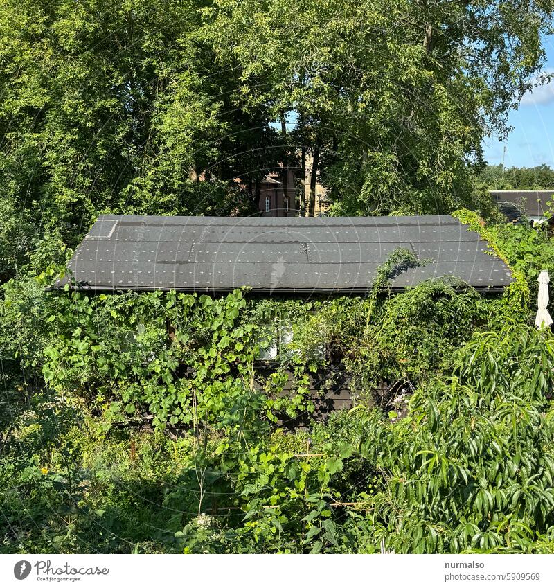 Haus im Grünen Dach Dachpappe Gartenhaus wuchern eingewachsen Gartenkolonie Idyll Idyllisch Natur Wild Werder Altbau Hütte Sommer Nachbar Schrebergarten