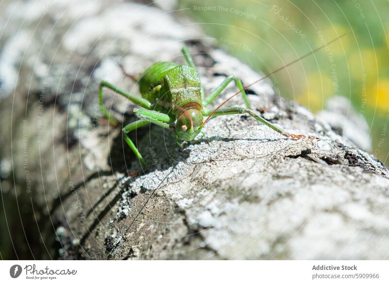 Nahaufnahme einer grünen Zikade auf einer strukturierten Baumrinde Insekt Natur Tierwelt Rinde Textur Makro Antenne pulsierend detailliert gehockt robust