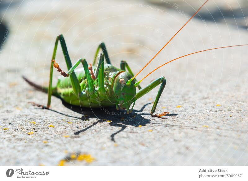 Nahaufnahme einer grünen Zikade auf einer Betonfläche Heuschrecke Insekt Natur Tierwelt Antennen Bein Makro Textur hell Sonnenlicht Detailaufnahme im Freien