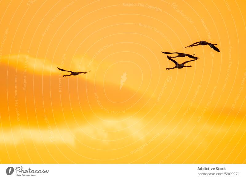 Vier Flamingos fliegen gegen einen Sonnenuntergangshimmel Flug Vogel Himmel Silhouette orange Natur Tierwelt Freiheit Anmut elegant pulsierend Air schweben