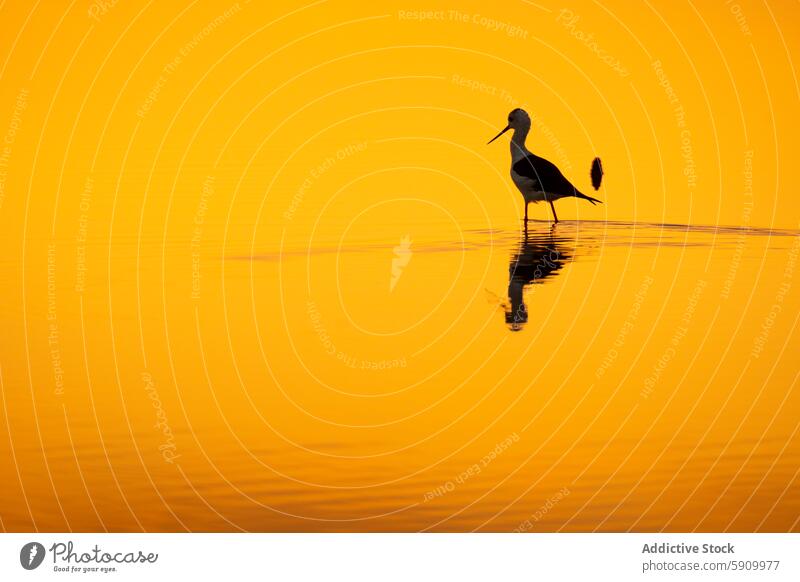 Vogelsilhouette gegen einen goldenen Sonnenuntergang Meereslandschaft Silhouette MEER Reflexion & Spiegelung Wasser Abenddämmerung Natur Gelassenheit friedlich