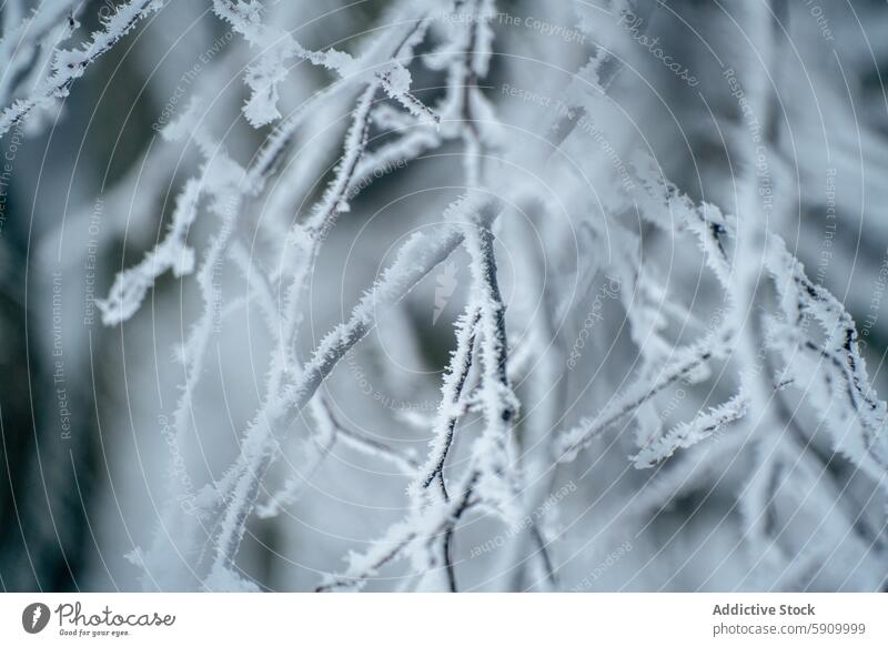 Frostbedeckte Äste in einer Schweizer Winterlandschaft Ast Schnee kalt eisig Gelassenheit Natur Nahaufnahme weiß Kälte magisch Schönheit ruhig Landschaft