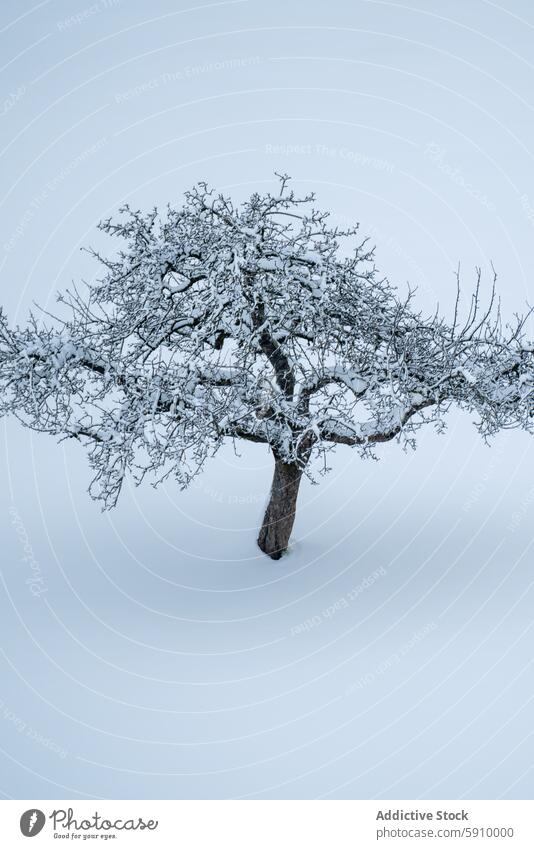 Einzelner Baum mit Schnee bedeckt in ruhiger Schweizer Landschaft Winter Natur Ruhe vereinzelt stumm Schönheit kalt weiß Gelassenheit im Freien Einsamkeit