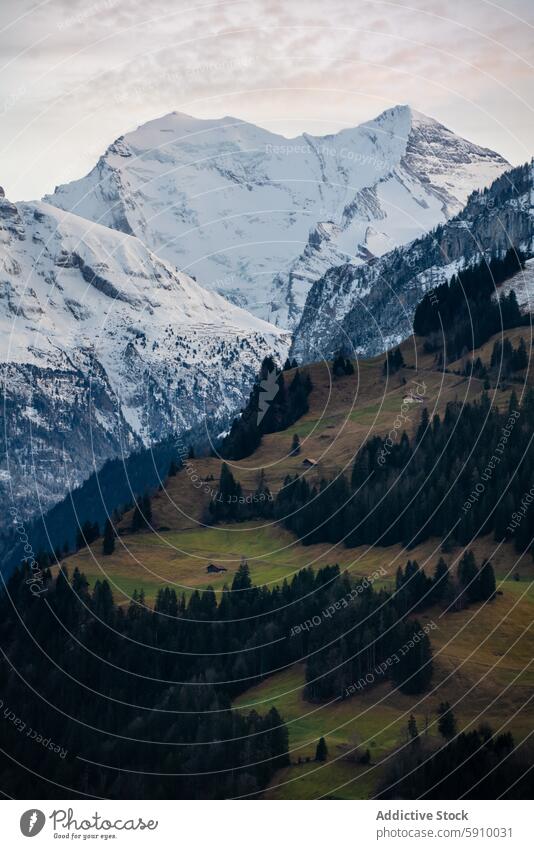 Winterlandschaft mit verschneiten Bergen und Wald in der Schweiz Schnee Berge u. Gebirge Landschaft Gelassenheit malerisch Ruhe Schönheit üppig (Wuchs) grün