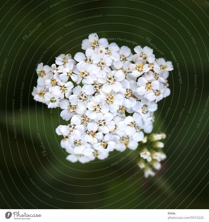 Schleifenblume Blueten Heilkraeuter Heilpflanze Heilgartenpflanze Heilkraut medizinalpflanze Teepflanzen Freisteller Nahaufnahme Arzneimittelpflanze