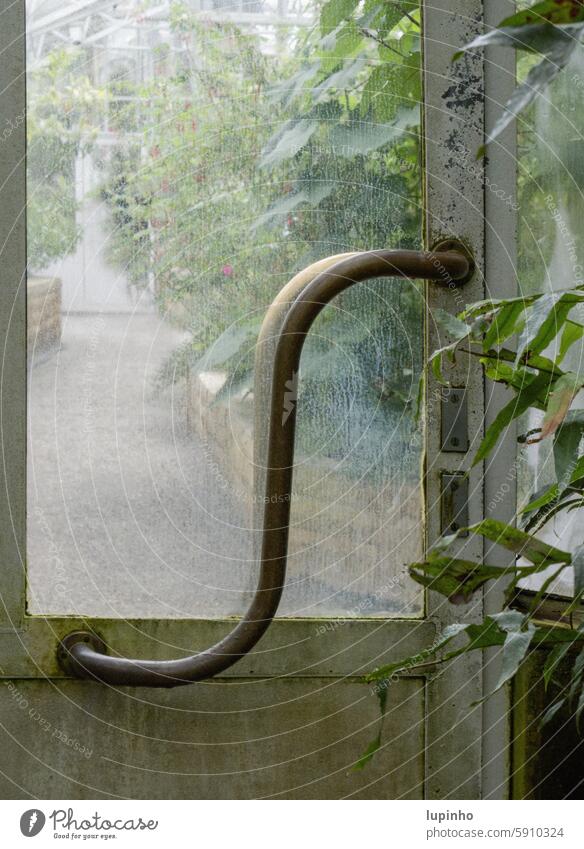 Geschwungener Gewächshaustürgriff im Botanischen Garten Türgriff geschwungen Botanischer Garten trübes Glas alt München Pflanzen geschlossen Detailaufnahme