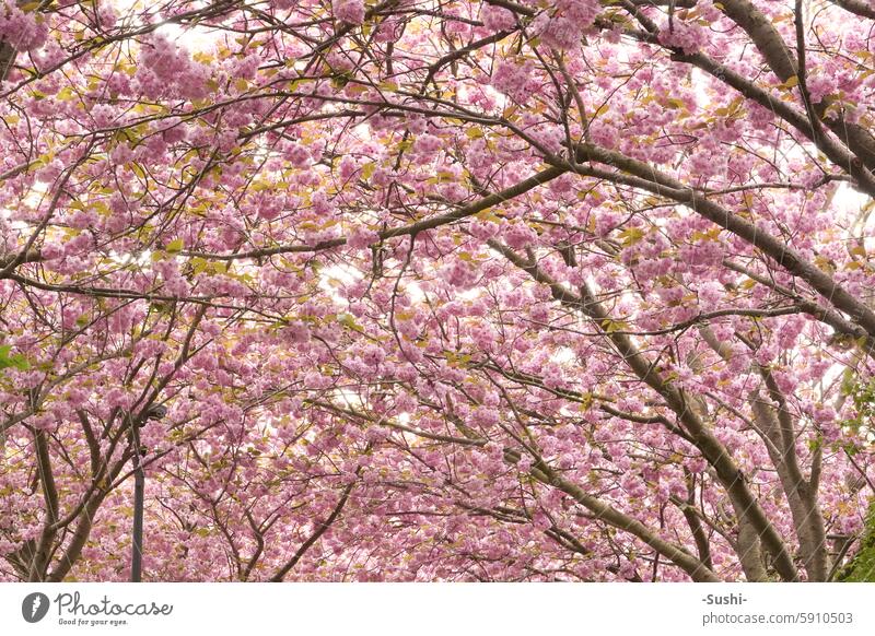 Blühende Kirschbäume Kirschbaum Kirschblüten Blüte Kirsche Frühlingsgefühle Natur rosa Baum Pflanze schön rosafarben Blüten blühen Garten Farbfoto Park Wachstum