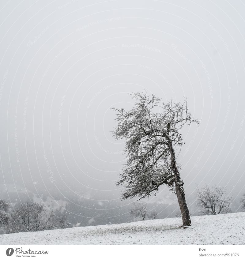 schneegestöber Umwelt Natur Landschaft Erde Himmel Wolken Winter Wetter schlechtes Wetter Unwetter Wind Nebel Eis Frost Schnee Schneefall Pflanze Baum Gras