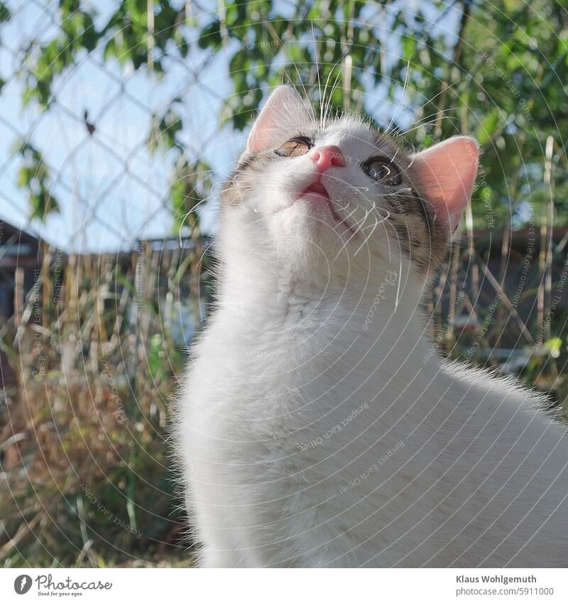 Mit glänzenden Augen verfolgt ein süßes  kleines Kätzchen einen Schmetterling Katze Kitten Jungtier Haustier Katzenbaby Hauskatze Tierjunges niedlich