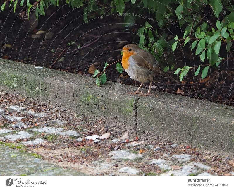 Rotkehlchen schaut aus dem Gebüsch hervor auf den Bürgersteig bürgersteig Stadtvogel heimische Natur urban Korkenzieher Grün Stufe gefieder Vogelwelt sitzen