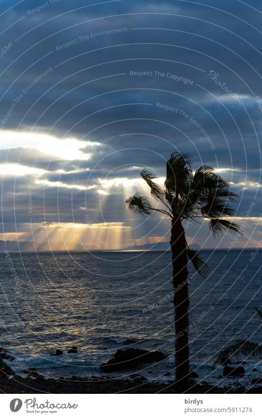 Palme am Meer , Sonnenstrahlen der untergehenden Sonne durchbrechen die Wolken Sonnenuntergang Sonnenlicht Horizont Abend Wasser Dämmerung dramatischer himmel