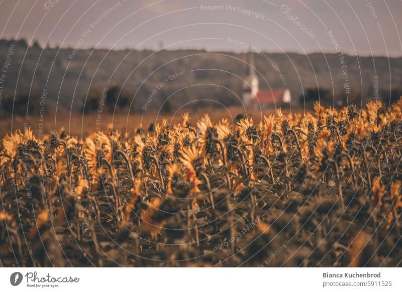 Uniforme herbstliche Sonnenblumen zeigen in Richtung Dorf uniformität Sommer Sonnenblumenfeld Natur gelb Feld Außenaufnahme Sonnenlicht Blume Pflanze Blühend