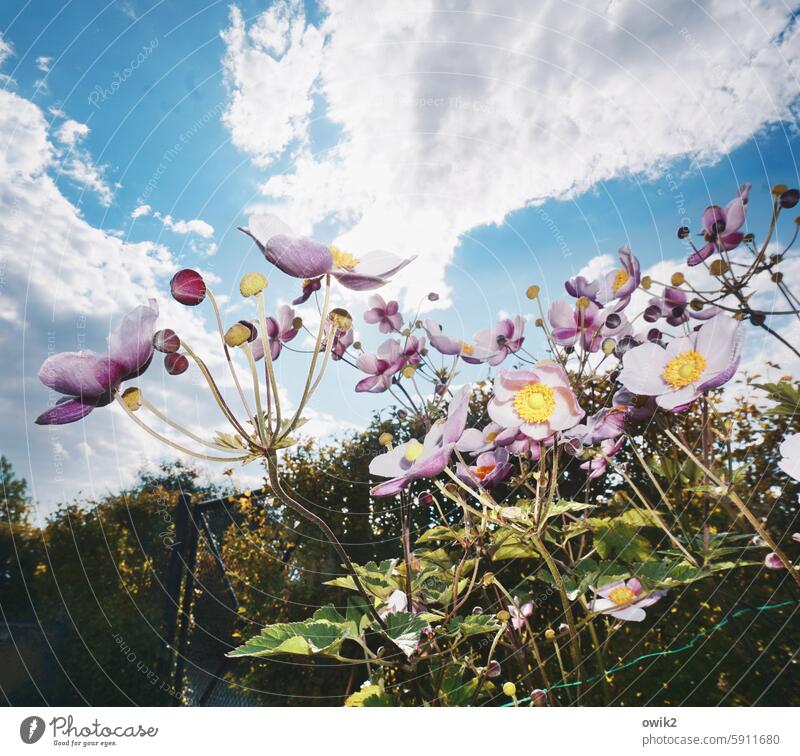 Anemonae Herbst-Anemone zerbrechlich Vegetation Farbfoto Windröschen Halme Pflanze Blitzlichtaufnahme Blühend Blütenblatt Hahnenfußgewächse