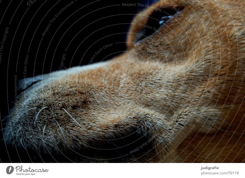 Fauler Hund Tier Bart braun weiß Fell schwarz dunkel Schnauze Hundeschnauze Hundekopf Haustier Treue weich Farbe Säugetier Haare & Frisuren Nase Auge Müdigkeit