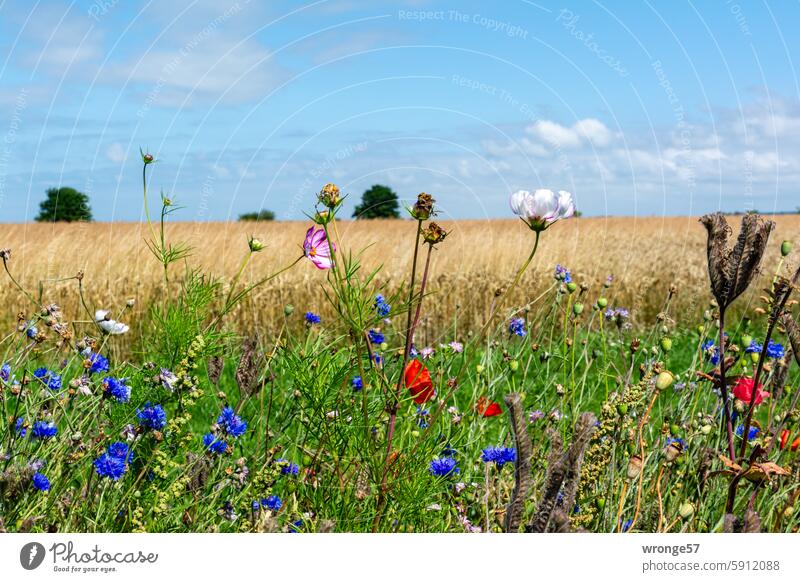 Blühstreifen für eine größere Biodiversität Feldrand Wildblumen Sommer Blüte Landwirtschaft Kornfeld Getreidefeld Ackerbau blühende Pflanzenarten Ackerrand