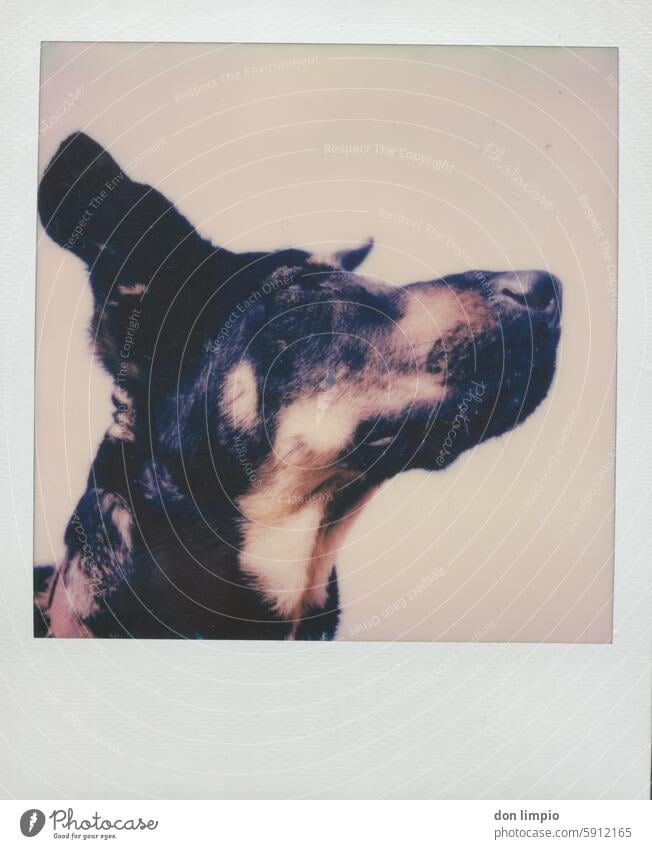 Polaroid-Portrait vom Hund Porträt Tier Tierporträt Außenaufnahme Farbfoto beobachten Hunderasse Kopf animal dog Portraet Haustier Tag young portrait photograph