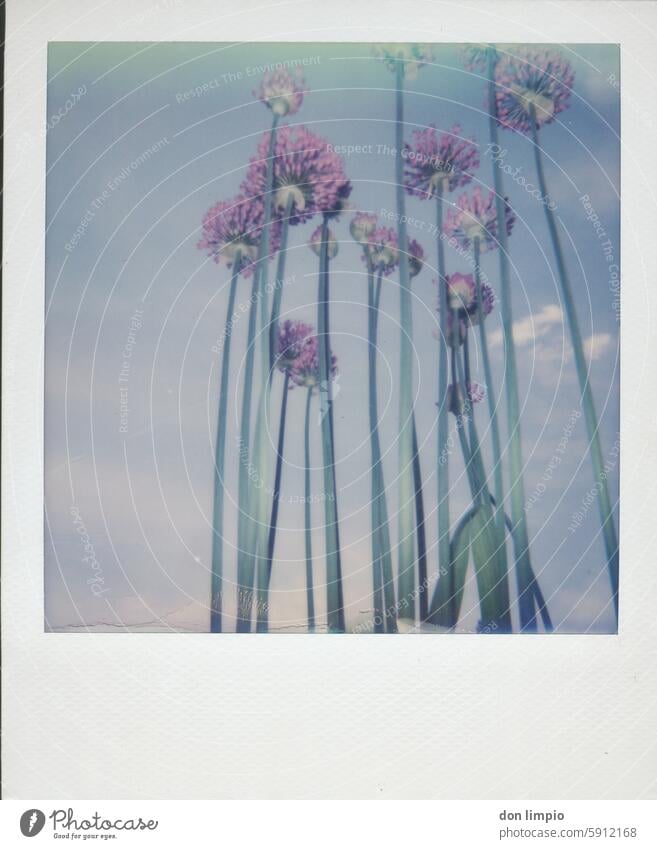 Blumen Polaroid Außenaufnahme Tag Menschenleer Farbfoto Textfreiraum unten Pflanze Natur Umwelt Schwache Tiefenschärfe Blüte natürlich Nahaufnahme Wachstum