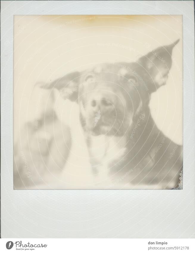 Hund Porträt Haustier Tierporträt Außenaufnahme Tiergesicht Polaroid Blick Nahaufnahme Tag Schwache Tiefenschärfe Blick in die Kamera Textfreiraum unten