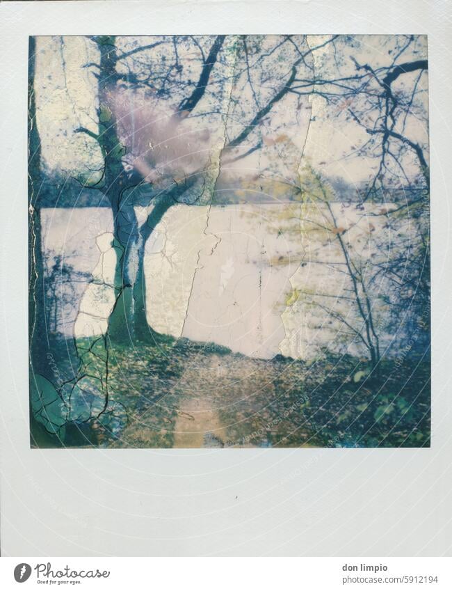 Herbst Polaroid Natur Baum Pflanze Außenaufnahme Menschenleer Farbfoto Tag natürlich Landschaft Umwelt