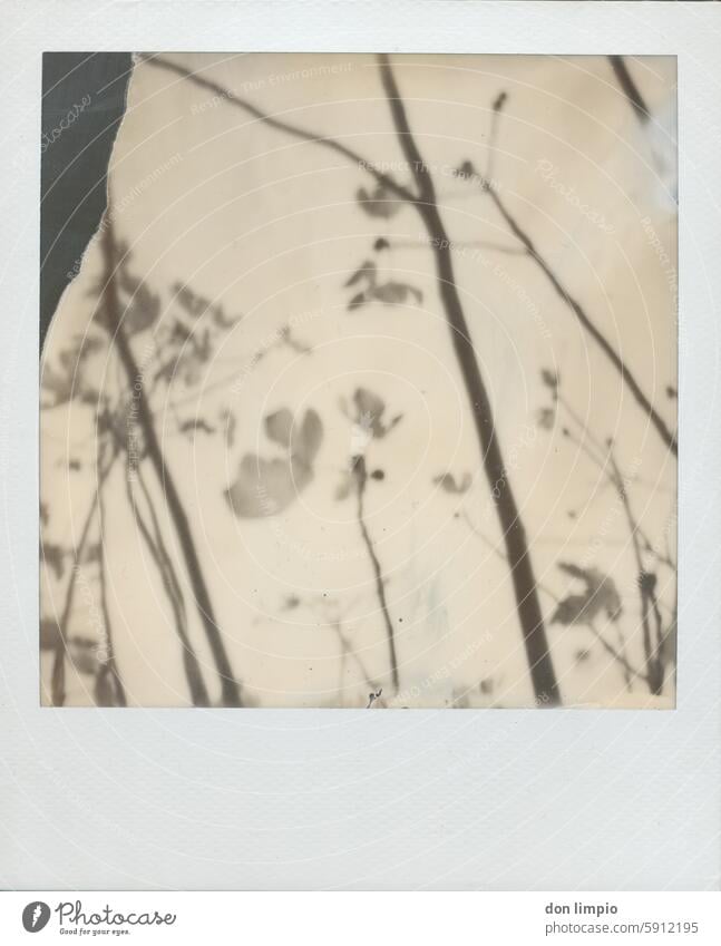 Feigenbaum im Herbst Baum Feigenblatt Außenaufnahme Menschenleer Tag Schwarzweißfoto Polaroid Pflanze Textfreiraum unten Nahaufnahme