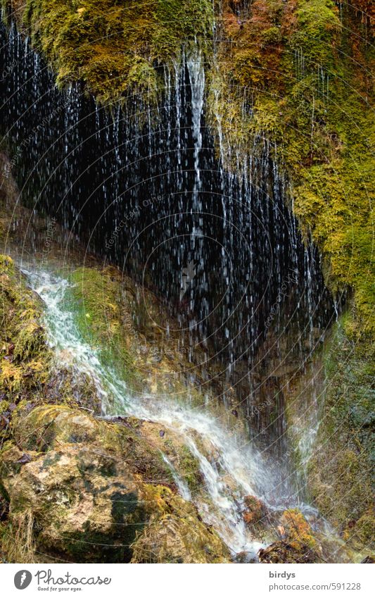 Feuchtgebiet Natur Wasser Wassertropfen Moos Wasserfall Höhle Felsen fallen ästhetisch frisch nass positiv Bewegung exotisch Idylle rein tropfend Feuchtgebiete
