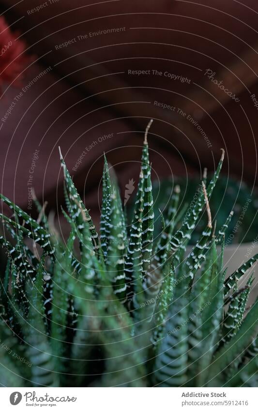 Nahaufnahme einer leuchtend grünen Haworthiopsis fasciata-Pflanze Sukkulente Garten Pflege Bewässerung Blatt Natur im Innenbereich Muster pulsierend detailliert