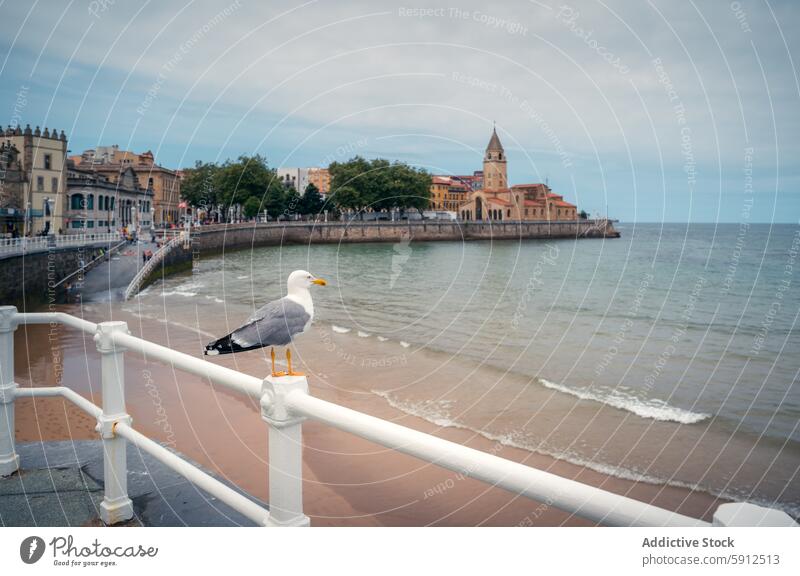 Möwe mit Blick auf die malerische Küstenlinie von Gijon, Spanien gijon Stadtbild urban Natur Reling Vogel MEER Meer Strand Hafengebiet Großstadt Architektur