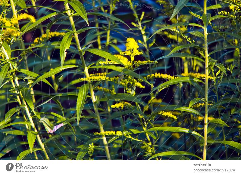 Goldregen blühen blüte dunkel dämmerung erholung erwachen ferien garten hecke himmel kleingarten kleingartenkolonie knospe menschenleer nachbarschaft natur