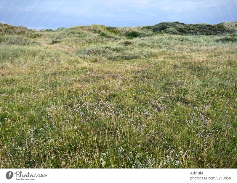 Seichte Dünenwiese an der Nordsee Wiese Gräser Blumen Himmel leicht Hügel Norden Landschaft Sommer Natur Küste Ferien & Urlaub & Reisen Dünengras Dänemark