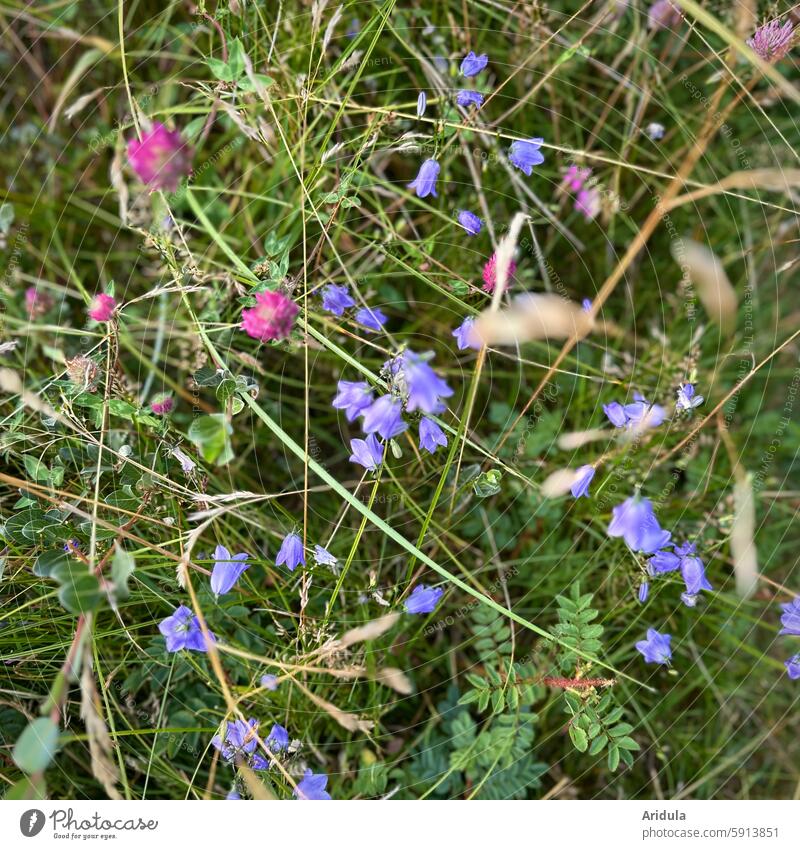 Wilde Wiese mit Glockenblumen und Klee Wildblumen Gräser Blumen leicht Hügel Sommer Natur Nordseeküste zart Wildpflanze Pflanze Wiesenblume Blühend Blüte