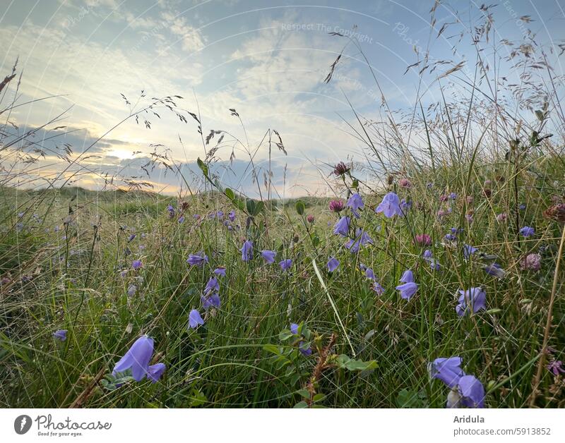 Abendstimmung | Glockenblumen und Klee auf seichter Dünenwiese an der Nordsee Wiese Gräser Blumen Himmel leicht Hügel Norden Landschaft Sommer Natur Küste