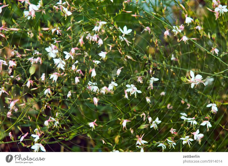 Das letzte Gärtchen-Foto blühen blüte dunkel dämmerung erholung erwachen ferien garten hecke himmel kleingarten kleingartenkolonie knospe menschenleer